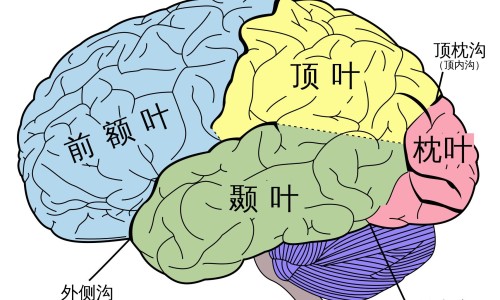 哺乳期肠炎发烧用药网 :分享哺乳期肠炎发烧用药多久能好-哺乳期肠炎发烧用药能喂奶吗知识
